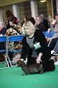 Crufts2011_2 790